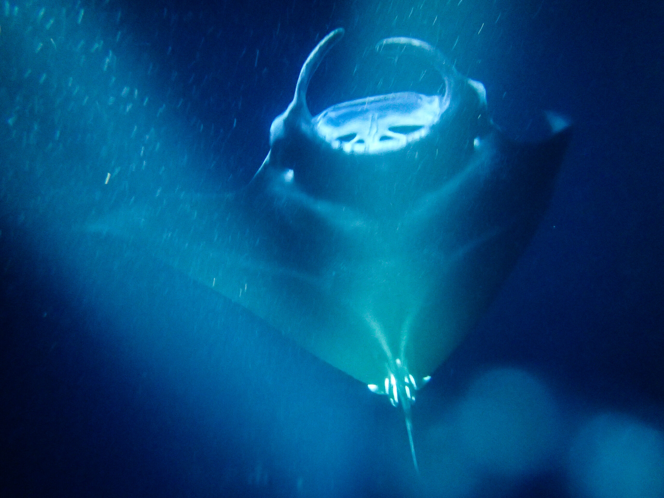 Manta ray dives on the Big Island