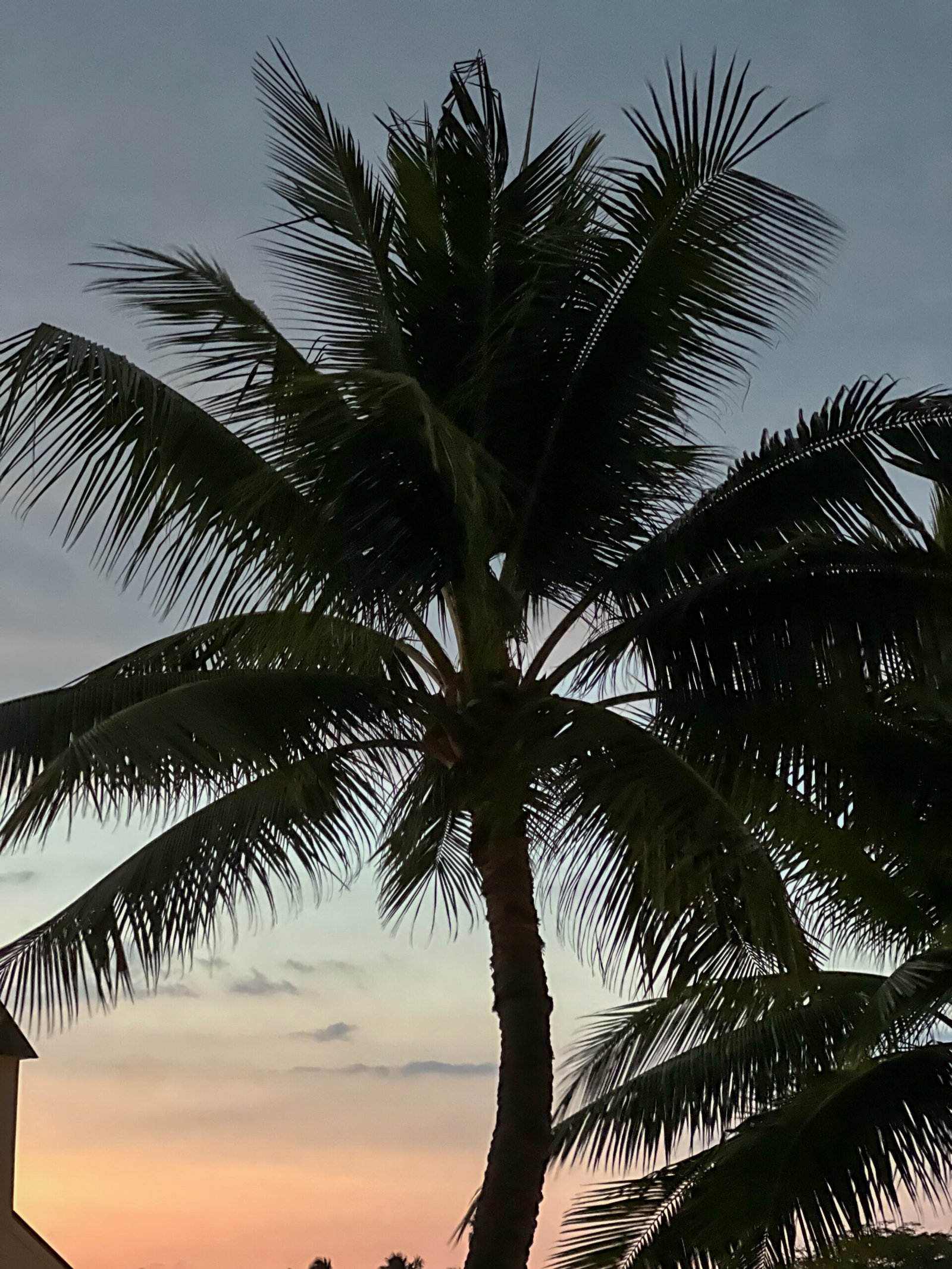 Palm Tree